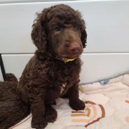 White collar - Brown male Poodle puppy in Colorado Springs, Colorado from Silly's Standard Poodles
