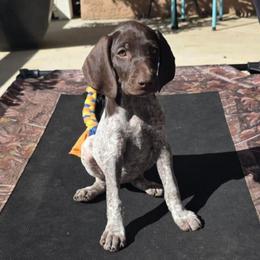 Sprinkles - White and liver female German Shorthaired Pointer puppy in Banning, California from ⭐🦆 So Cal on Point GSP'S🇺🇲🇩🇪 lg
