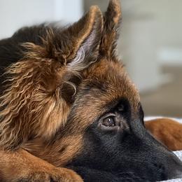German Shepherds from Von Bourbon Shepherds