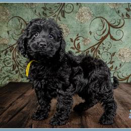 Stevens - Black female Cockapoo puppy in Connersville, Indiana from Deaz Doodle Ranch