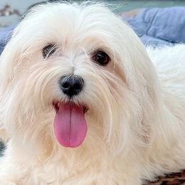 Fancy - Maltese