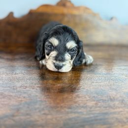 Jimmy Dean - Black and cream male Dachshund puppy in Squires, Missouri from Hudson’s Hounds