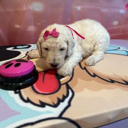 Precious - White female Poodle puppy in Mobile, Alabama from Semmy’s Standard Poodle LLC