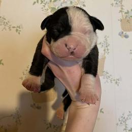 1 - male Alapaha Blue Blood Bulldog puppy in Grafton, Ohio from Eclipse Alapaha Kennels
