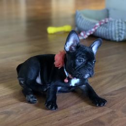 Bulldog and French Bulldog Puppies from Fancy Like Frenchies