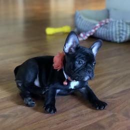 Bulldog and French Bulldog Puppies from Fancy Like Frenchies