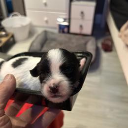 Papillon Puppies from ANTON KOTLJAROV