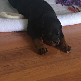 Rottweiler Puppies from Bronx Von Bridges Rottweilers