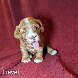 Fievel - Red and white male Cockapoo puppy in Sunset, Louisiana from Cano Cockapoos