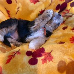 Red - Black and tan male Yorkshire Terrier puppy in Black Canyon City, Arizona from Sweet Hart Yorkies