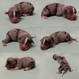 Red Merle female 4 - Red merle female Toy Australian Shepherd puppy in Brooker, Florida from Honey, I Shrunk the Aussies