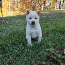Loki - Shiba Inu puppy from Adorable-Puppies