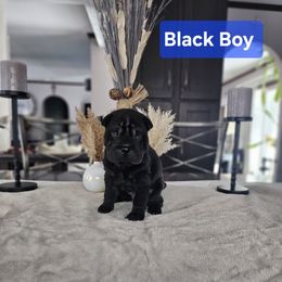 Black Boy 1 - Chinese Shar-Pei puppy from CNY Shar Peis