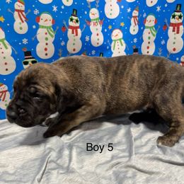 Boy 5 - Great Dane puppy from Bull West Kennels