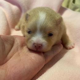 Cream - Cream female Pomeranian puppy in Jamestown, California from Park Avenue Poms