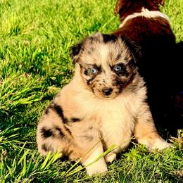 Striker - Blue merle male Australian Shepherd puppy in Mineral Wells, Texas from A6 Australian Shepards