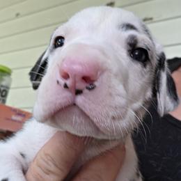 FEMALE HARLEQUIN GREEN COLLAR - Harlequin female Great Dane puppy in Hickman, Kentucky from Tidal Wave Danes