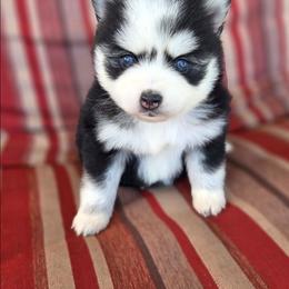 Mesa - Black and white female Pomsky puppy in Mc Callsburg, Iowa from SZ Rolling Acres LLC