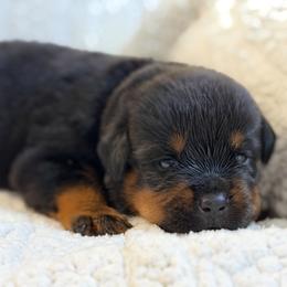 Yellow - Black and mahogany female Rottweiler puppy in Kissimmee, Florida from Macht Haus Rottweilers
