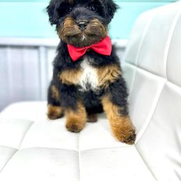 Aussiedoodle and Miniature Schnauzer Puppies from Southern Paws Kennels