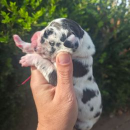 Lady Sybil - Harlequin female Great Dane puppy in Granby, Missouri from HCR Great Danes