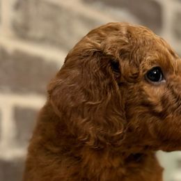 Girl 5 - Hot Pink Collar - Red  Goldendoodle puppy in Mansfield, Texas from Double H Doodles