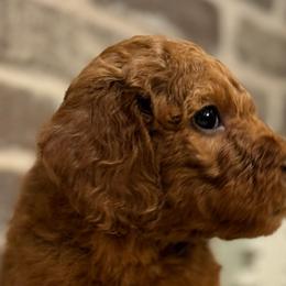 Girl 5 - Hot Pink Collar - Red  Goldendoodle puppy in Mansfield, Texas from Double H Doodles
