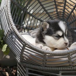 Pomsky Puppies from Arctic Star Pomskies