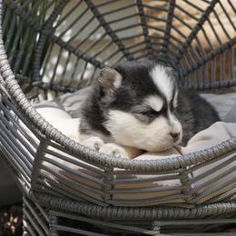 Pomsky Puppies from Arctic Star Pomskies