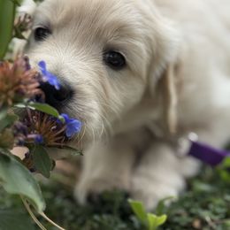 Golden Retriever Puppies from Golden Legacy Retriever Project