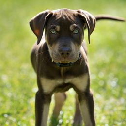 Catahoula Leopard Dog Puppies from Coweeman Catahoulas