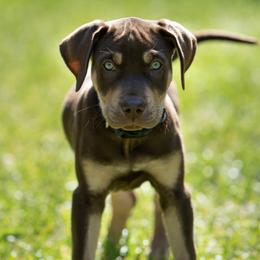 Catahoula Leopard Dog Puppies from Coweeman Catahoulas