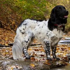 Stabyhoun All Grown Up from Fryske Point