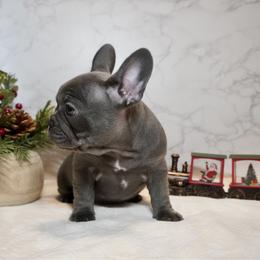 Buttercup - Blue female French Bulldog puppy in Citrus Heights, California from Cali Rooted Bullyz