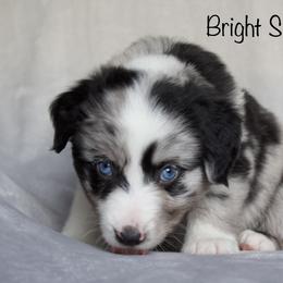 Australian Shepherd Puppies from Bright Star Aussies