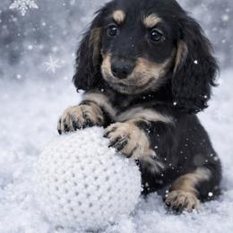 Obsidian - Black and cream male Dachshund puppy in Alexander, North Dakota from Wild Rose Ridge Doxies