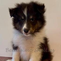 Linus - Black white and tan male Shetland Sheepdog puppy in Idaho from Bellissimo Shelties