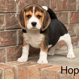 Hopscotch - Black tan and white female Beagle puppy in Mansfield, Missouri from Rippee Creek Kennel