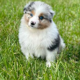 Rhodes (Blue Merle Boy, Blue eyes) - Blue merle male Australian Shepherd puppy in Fountaintown, Indiana from Timber Run Aussies