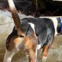 Treeing Walker Coonhounds from Red Oak Kennels