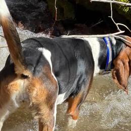 Treeing Walker Coonhounds from Red Oak Kennels
