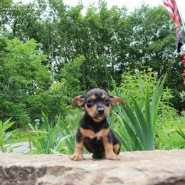 LT Jr. - Black and white male Teddy Roosevelt Terrier puppy in Knightstown, Indiana from Boles Family Farm
