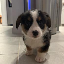 Cookie - Black and tan female American Corgi puppy in Register, Florida from Southern Georgia Corgi Loafs