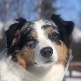 Piper  - Australian Shepherd