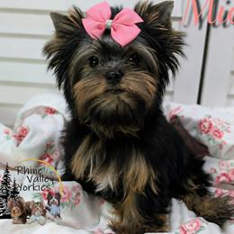 Yorkshire Terrier puppies from Rhine Valley Yorkies