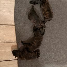 Gardner - Brindle female Bouvier des Flandres puppy in Hastings, Michigan from Perrin Bouviers
