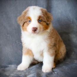 Fritz - Red merle male Miniature Australian Shepherd puppy in Menomonee Falls, Wisconsin from Hunt N Oaks