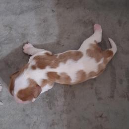 Echo - Blenheim male Cavalier King Charles Spaniel puppy in West Plains, Missouri from God's Designs Cavaliers