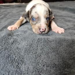 Duke NALC - Blue merle male Catahoula Leopard Dog puppy in Doerun, Georgia from Twig & Tail Puppies