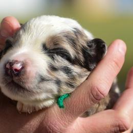 Green boy - Blue merle male Australian Shepherd puppy in Clarkrange, Tennessee from Vom Wolff